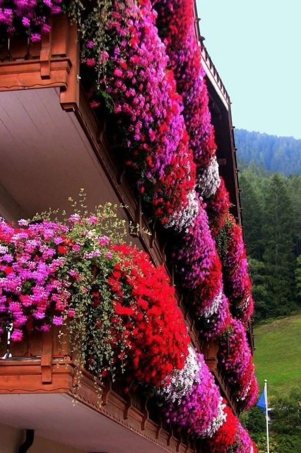 En Güzel Balkon Çiçekleri